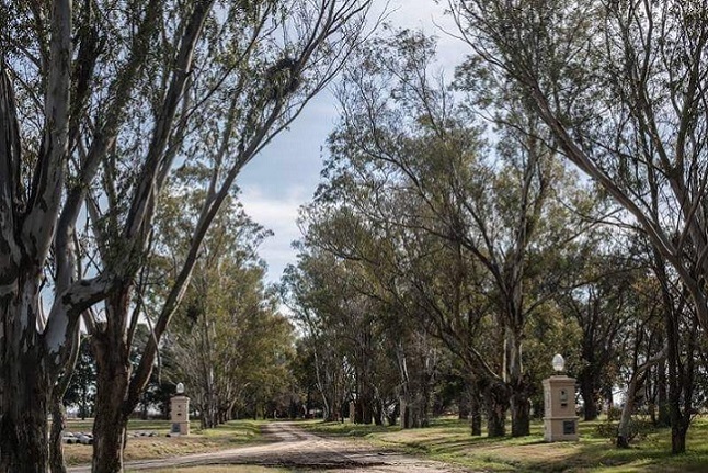 bosque
